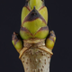 Illustration for article titled What Real-Life Plants Could Groot Have Evolved From?